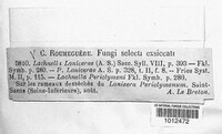 Image of Lasiobelonium lonicerae